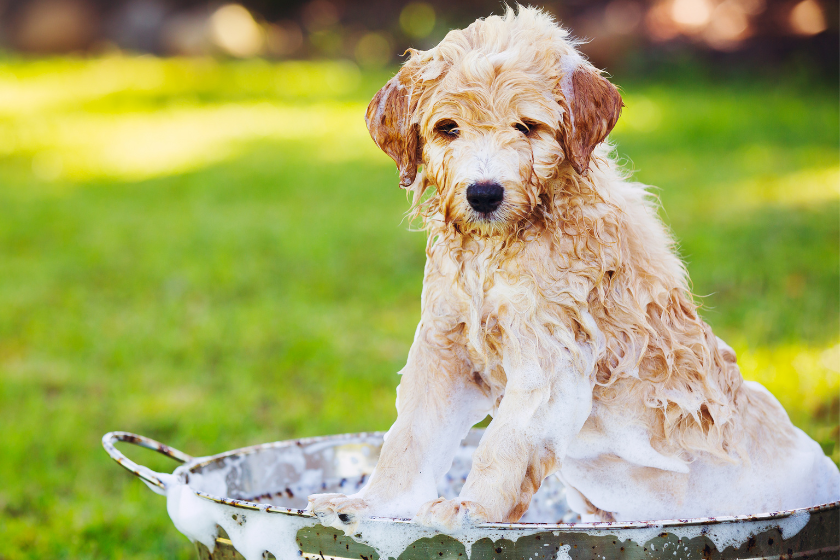 puppy gets a bath on the lawn in a tub