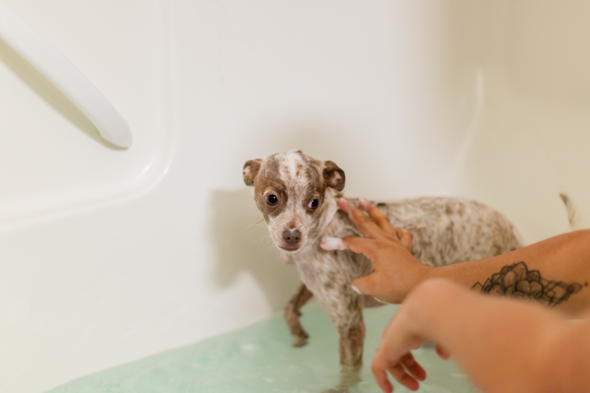 puppy getting a bath in a tub