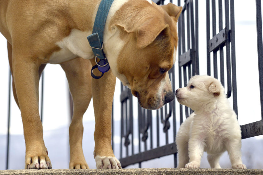 Picture poodle puppy playing with senior amstaff