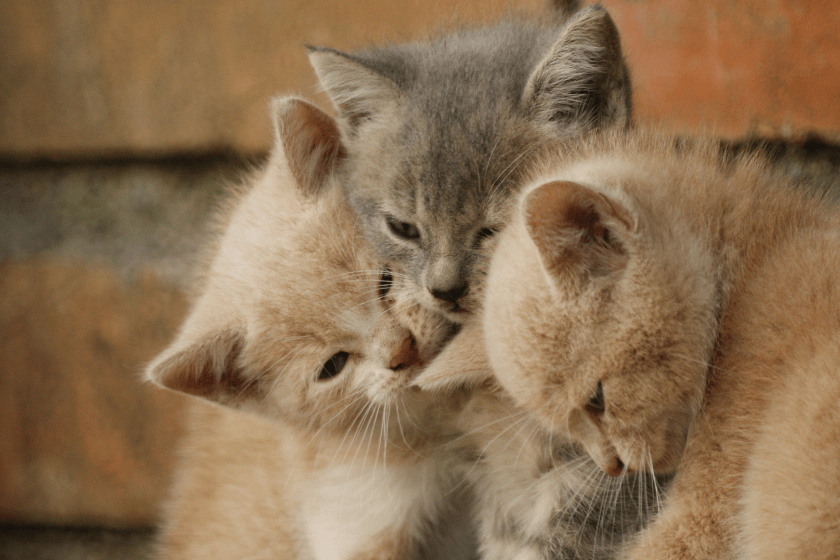 kittens cuddle together