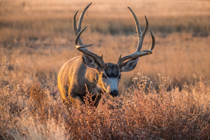 Hunting in Colorado