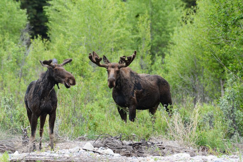 Hunting in Colorado