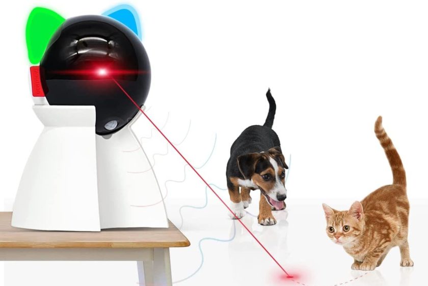 cat and dog play with toy laser