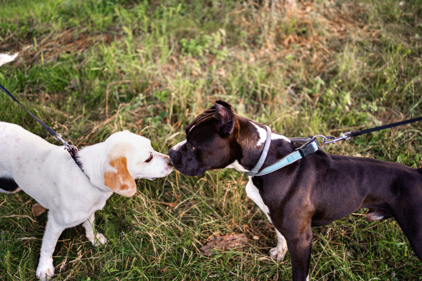 Introducing dogs to each other