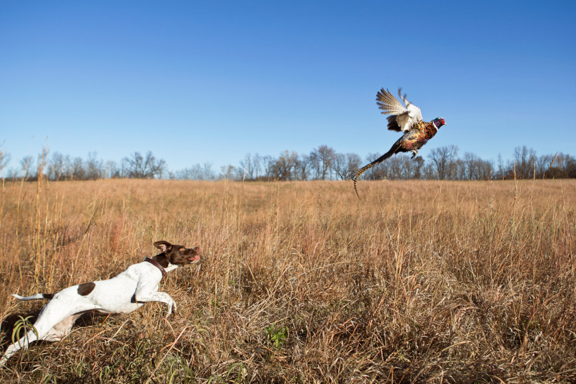 Is Your Hunting Dog Human