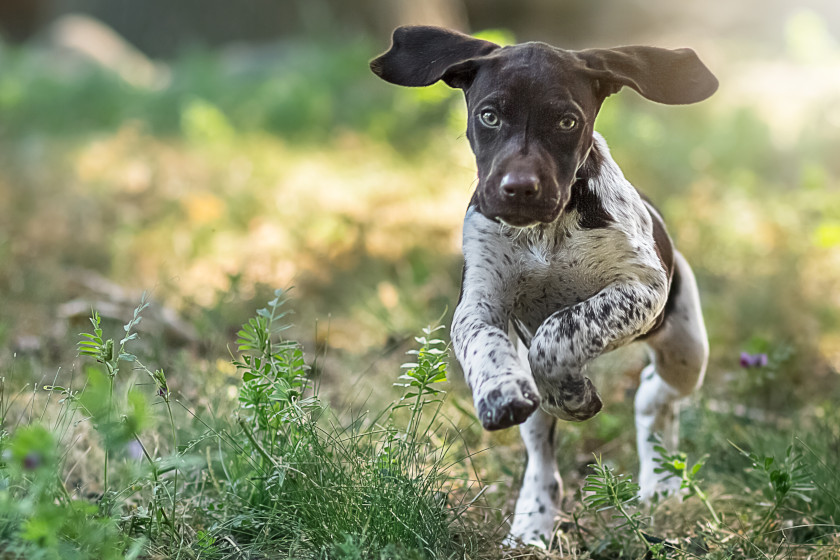 Is My Hunting Dog Human