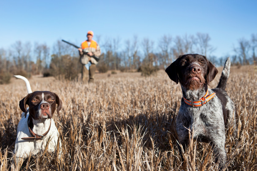 Is Your Hunting Dog Human