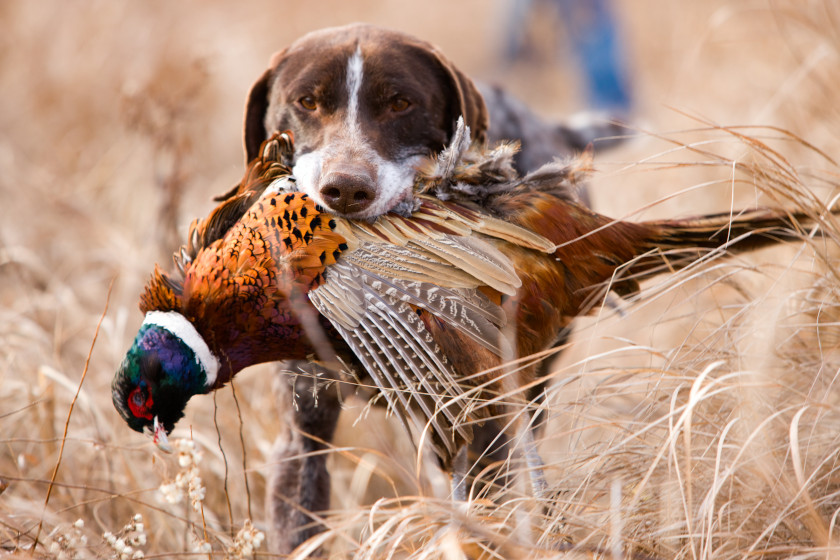 Is Your Hunting Dog Human