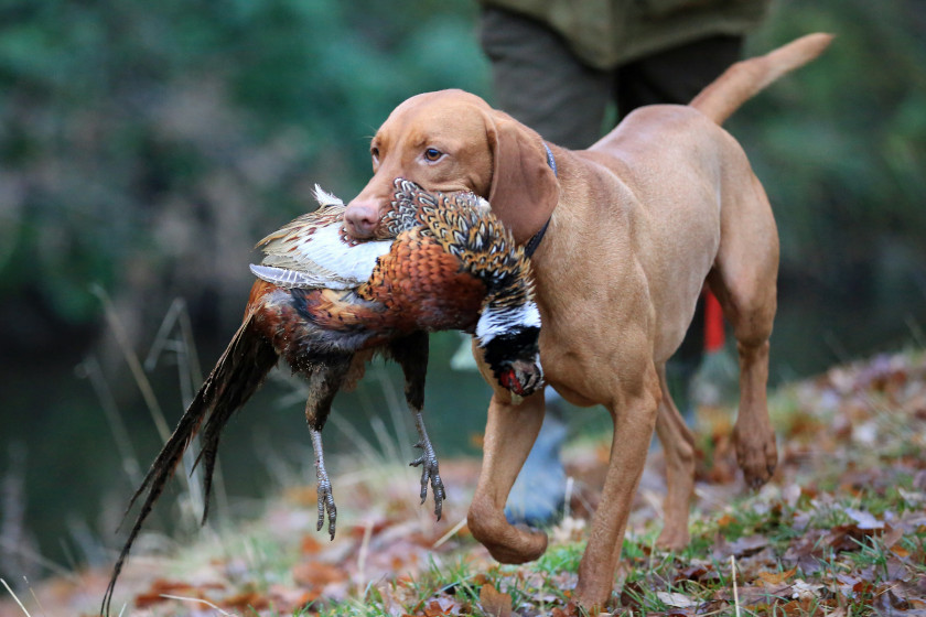 Is Your Hunting Dog Human