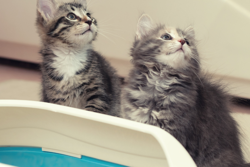 two kittens sit next to a litter box