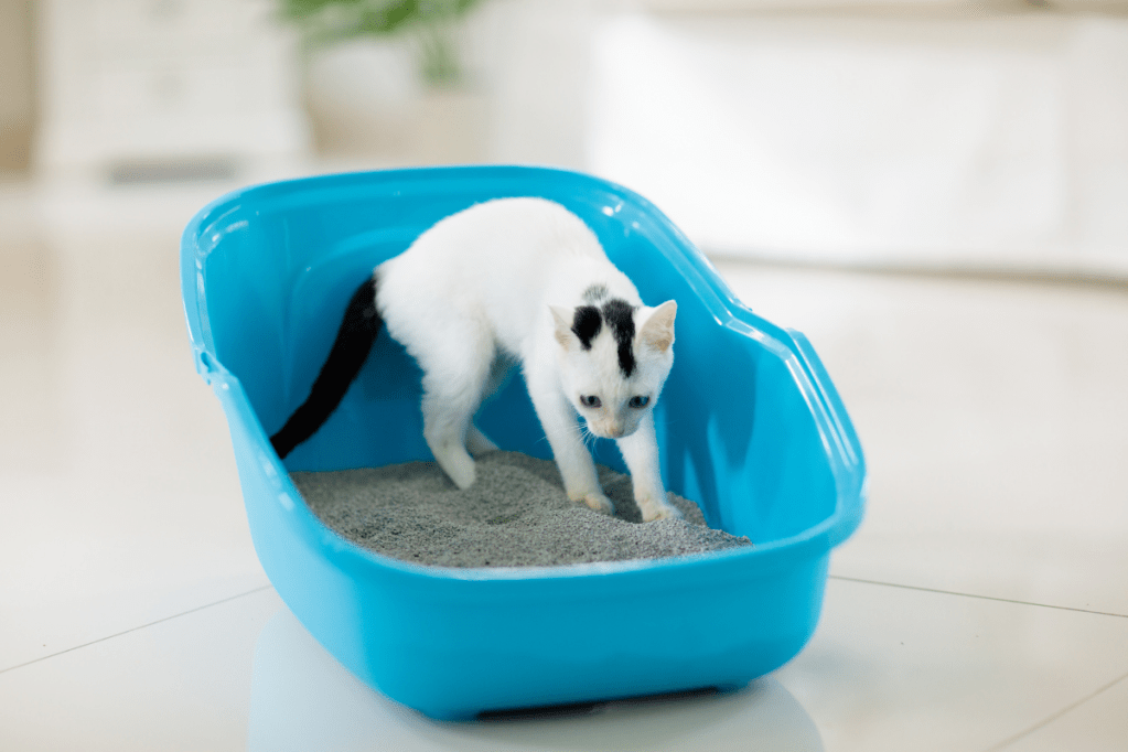Litter Training 101 How to Train Your Kitten to Use a Litter Box
