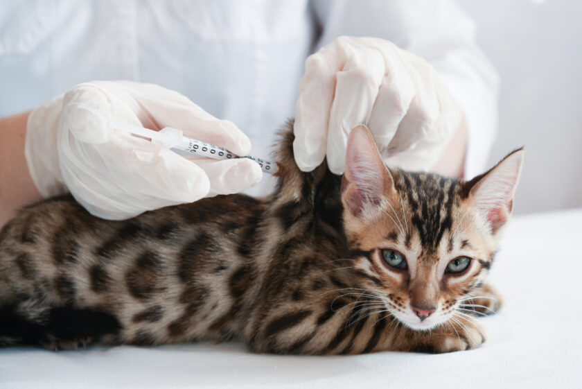 The kitten is on the table in front of the vet. The doctor makes a subcutaneous injection. Doctor's hands in gloves. Insulin syringe. Kitten looks into the lens. Treatment, vaccination.