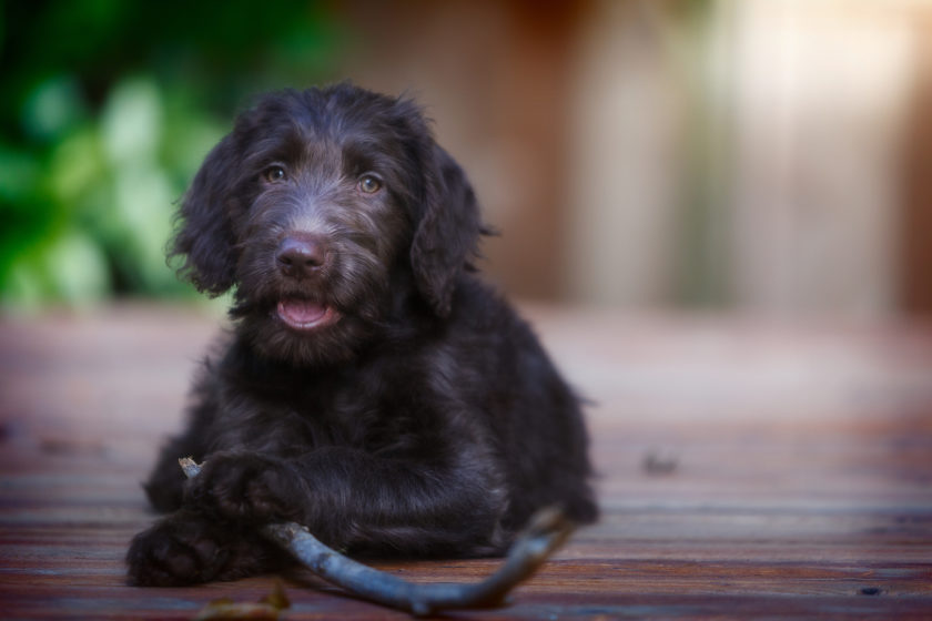A young Labradoodle puppy with her stick.