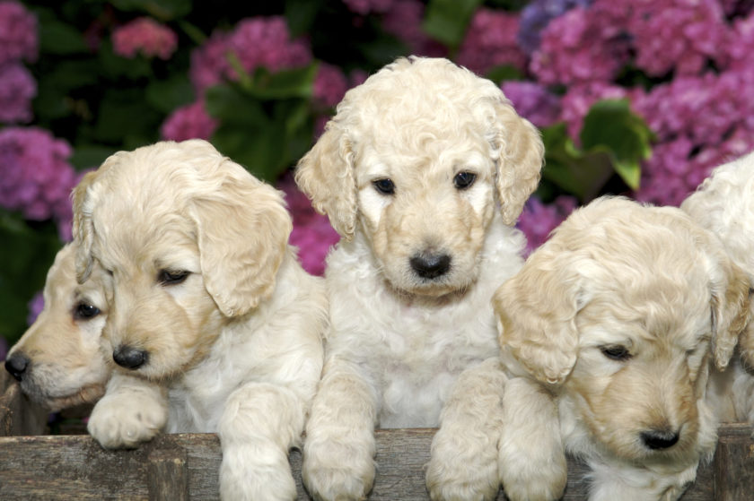 Curious little golden labradoodle puppies with sweet faces
