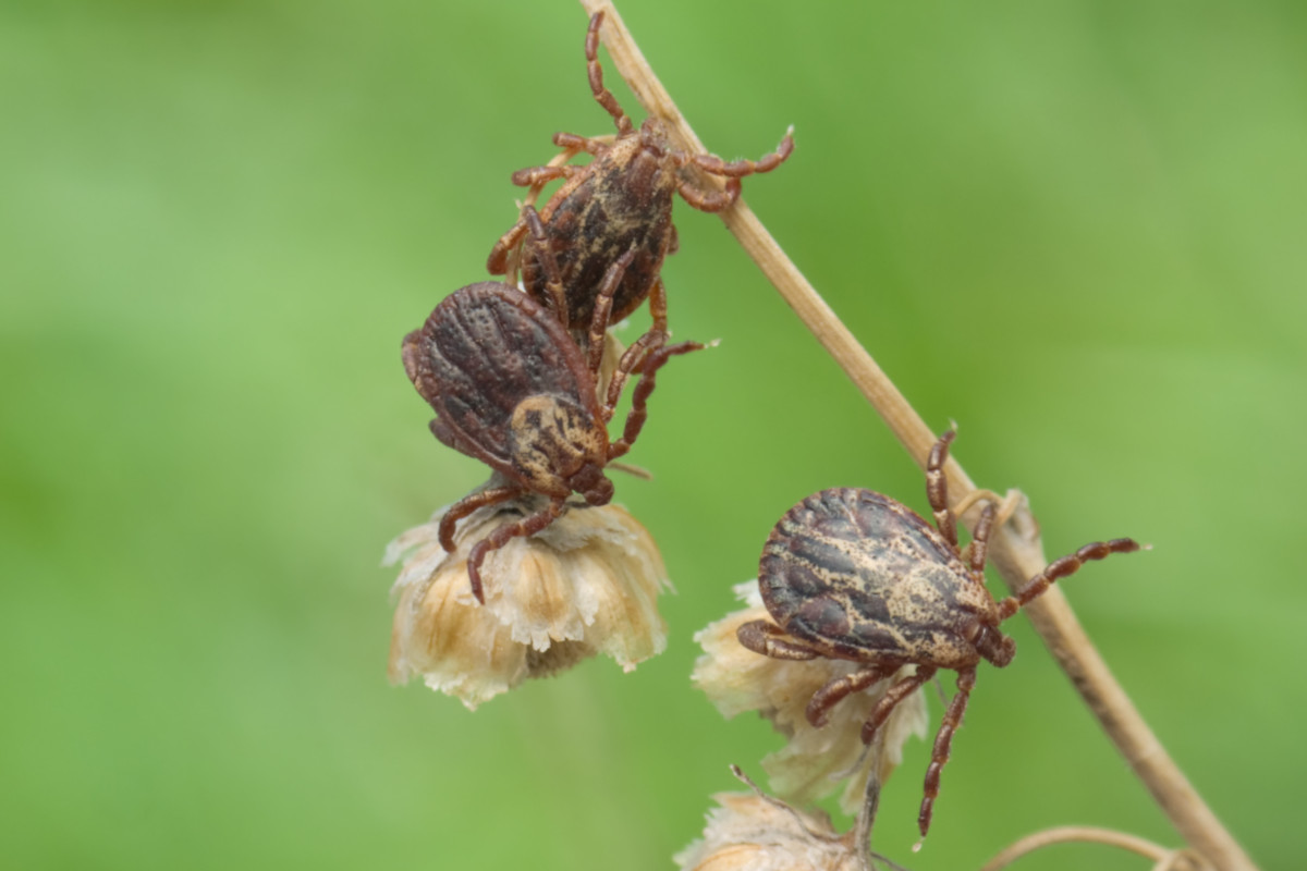 Lyme Disease