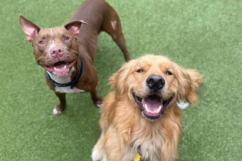 two dogs pose at nemacolin resort