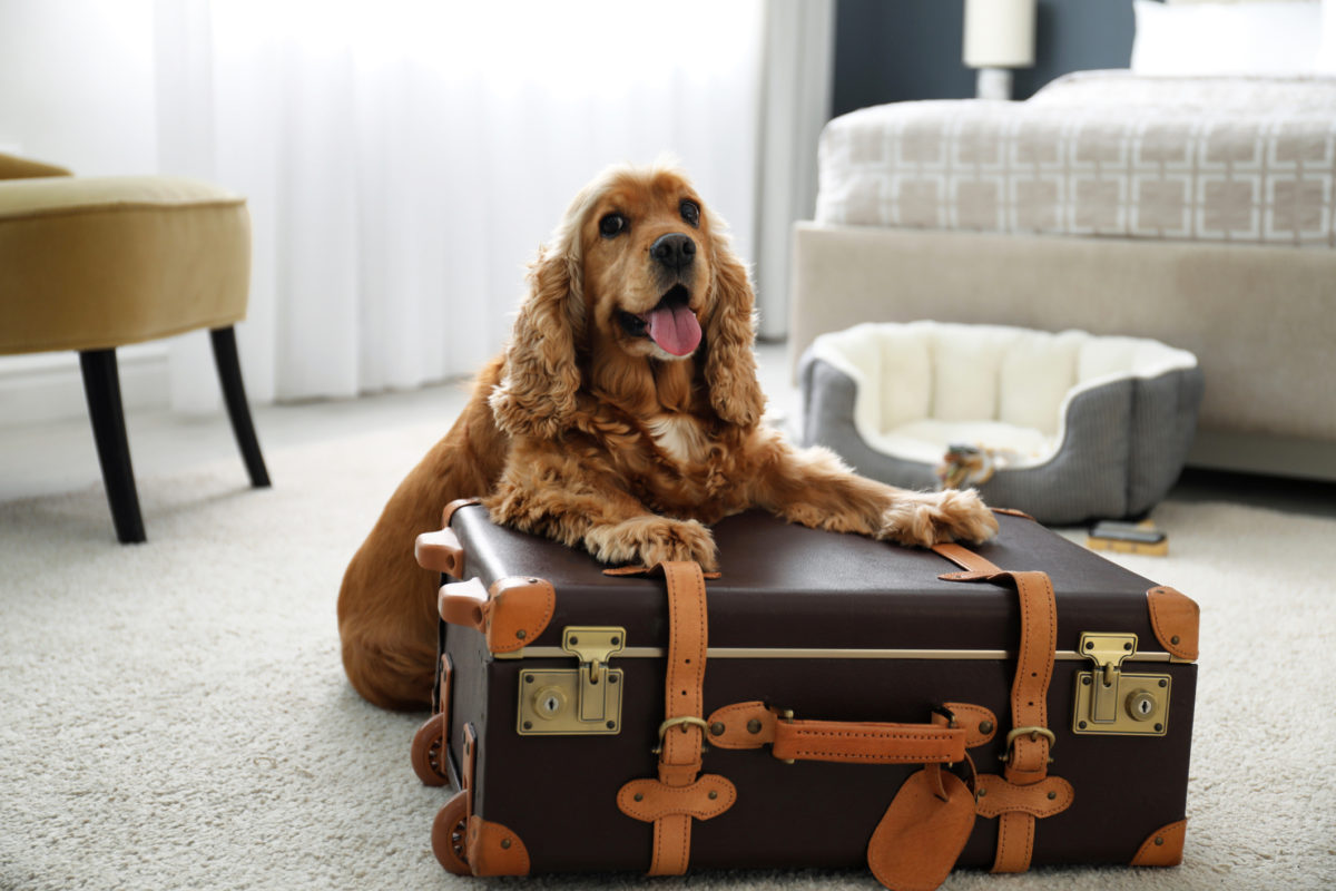 The best pet-friendly hotels in the US