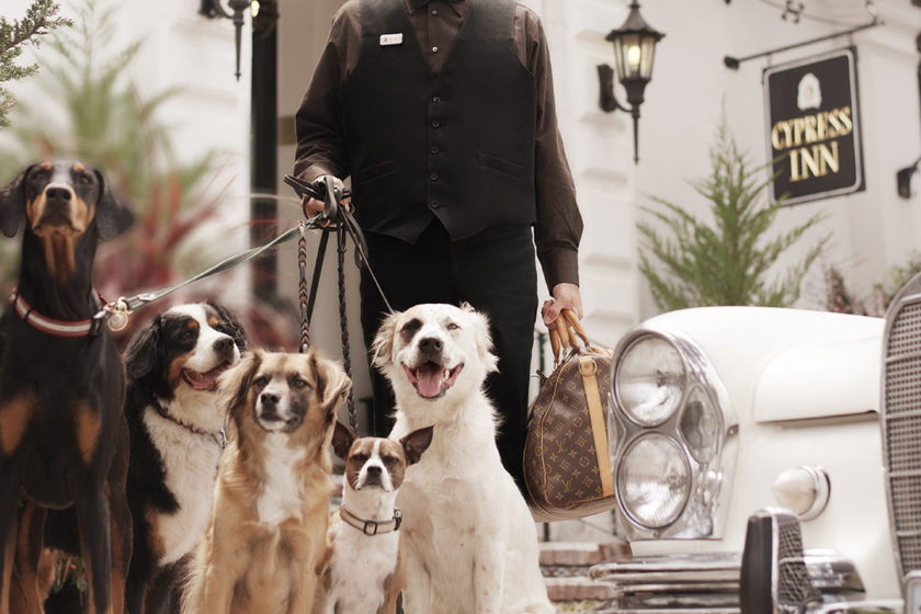 dog at pet-friendly hotel