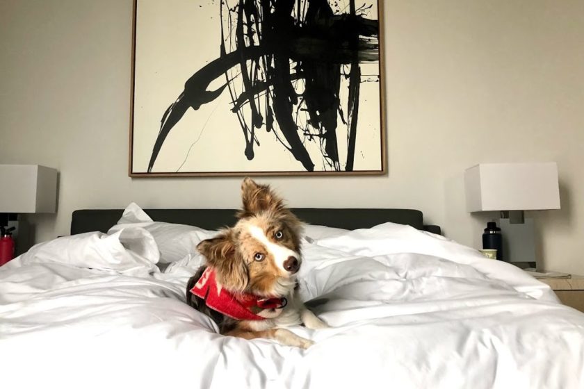 pet-friendly hotel