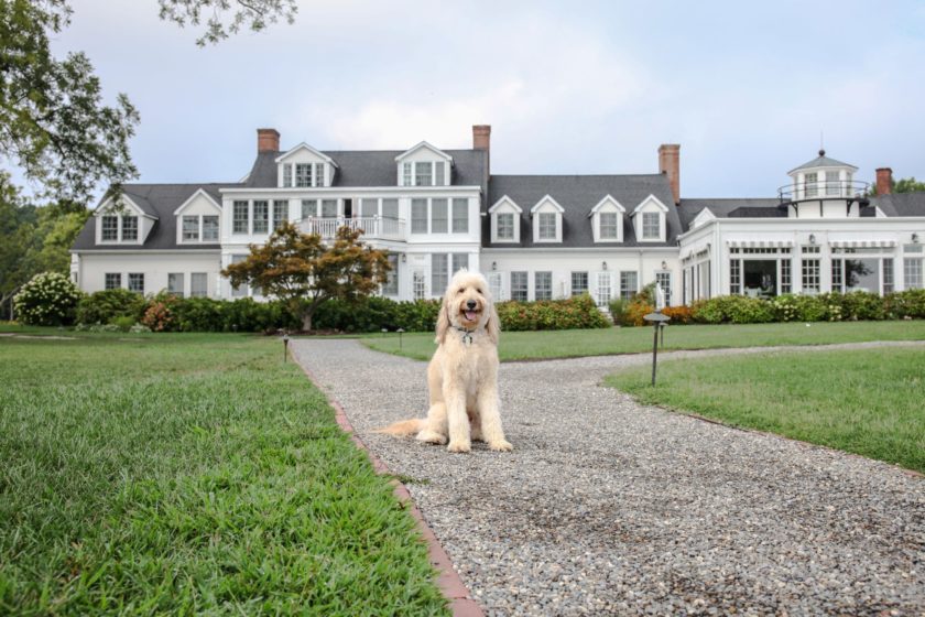 dog at pet-friendly hotel