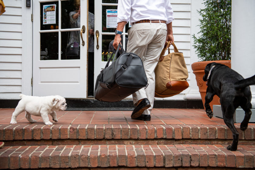 dog at pet-friendly hotel