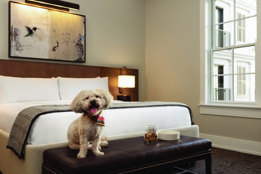 A guest room inside the pet-friendly Harpeth Hotel, Curio Collection by Hilton located in the heart of downtown Franklin, Tennessee. Photo courtesy Visit Franklin.