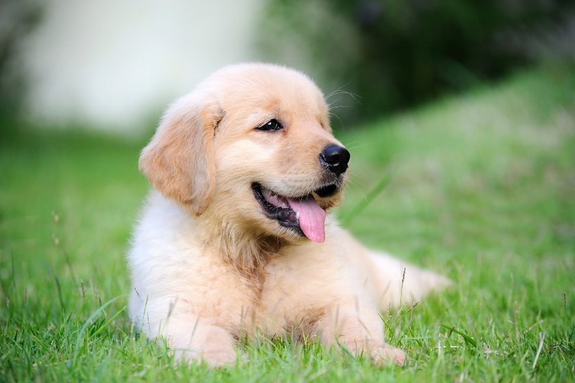 puppy sits in grass