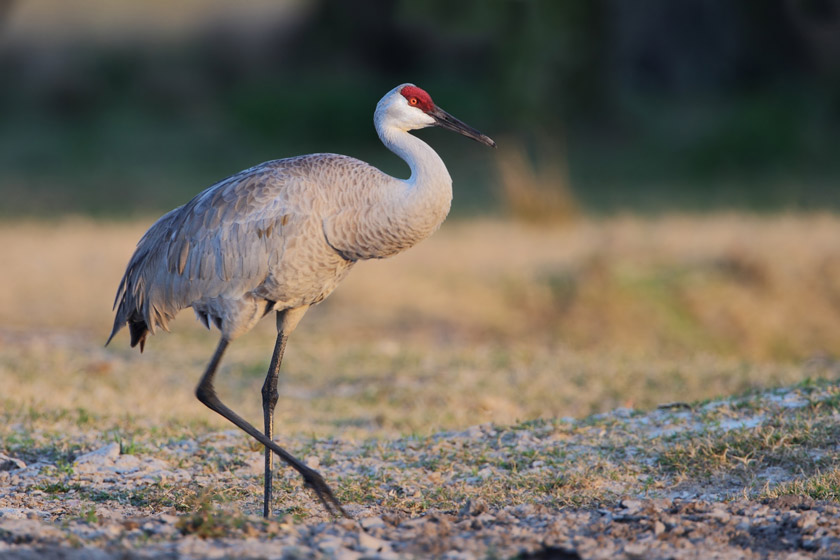 sandhill crane hunting states