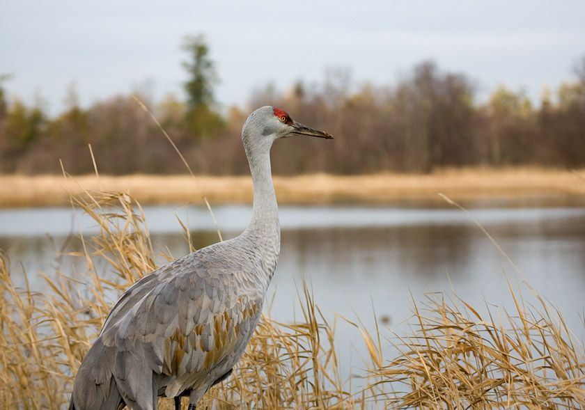 sandhill crane hunting states