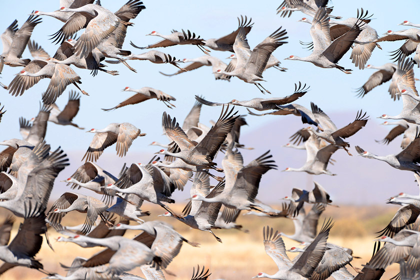 sandhill crane hunting states