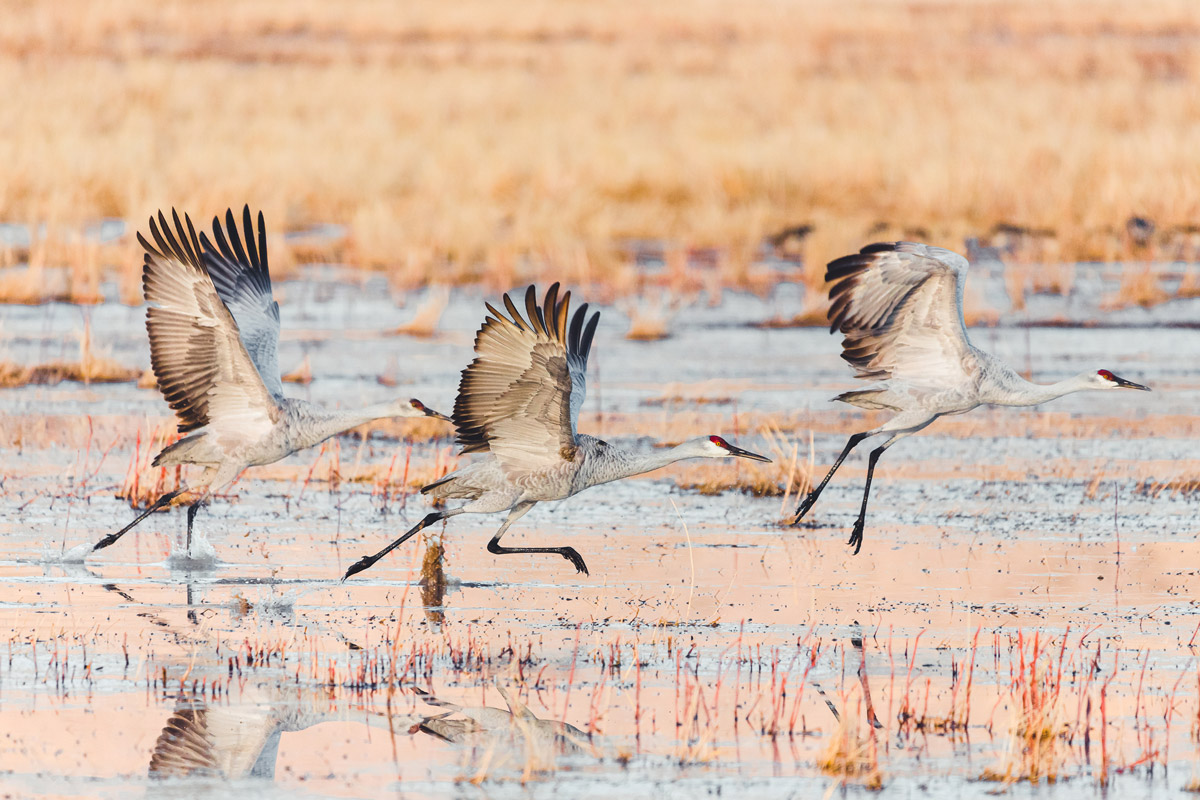 sandhill crane hunting states