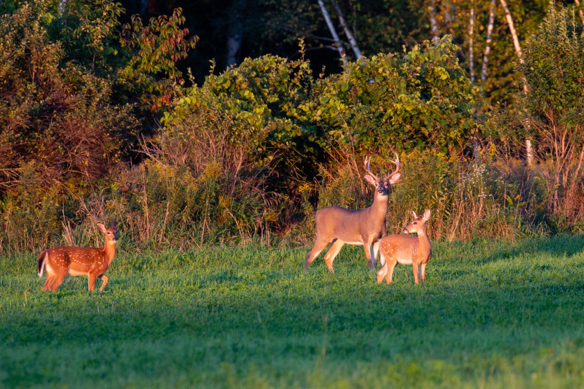 Soil Tests for Food Plots