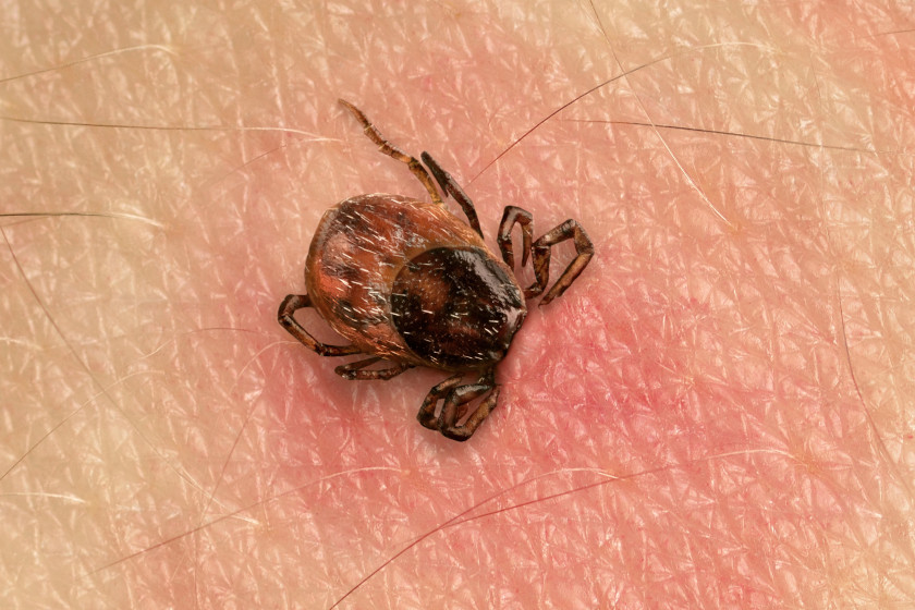 Tick Myths