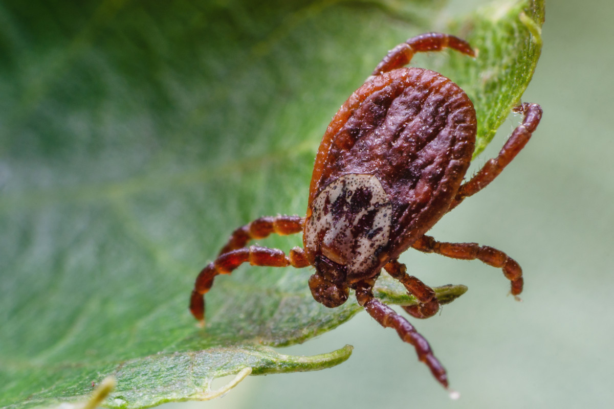 Tick Myths
