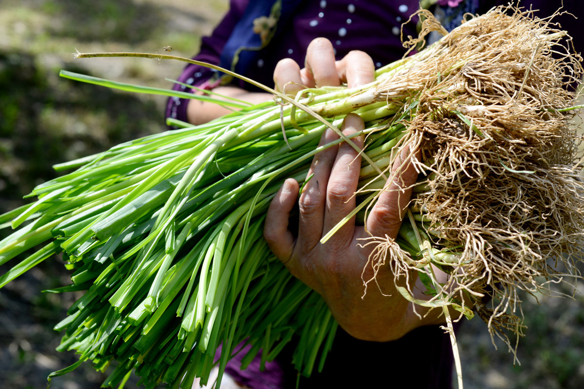 Edible Plants Found in New York