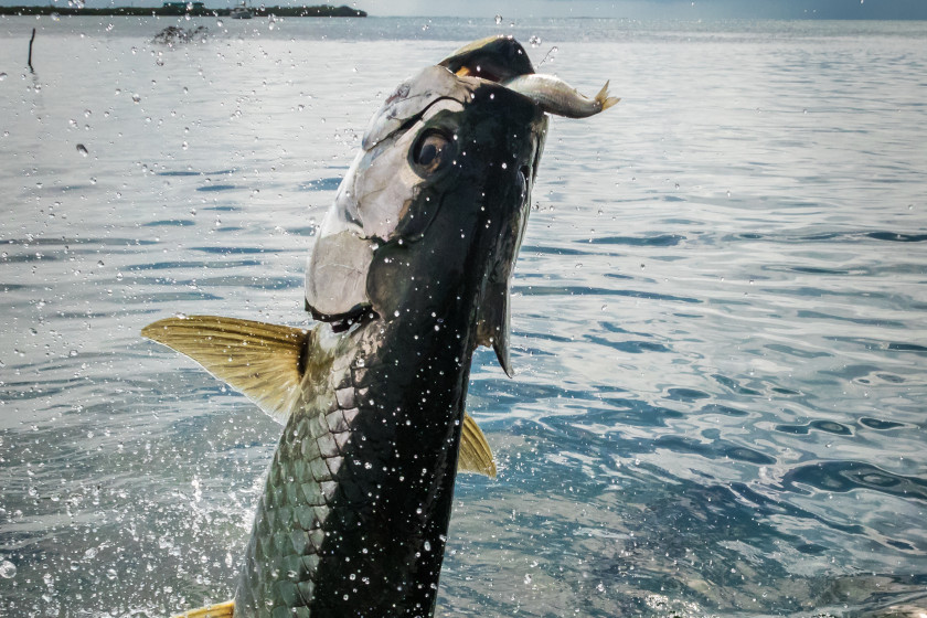 World Record Tarpon