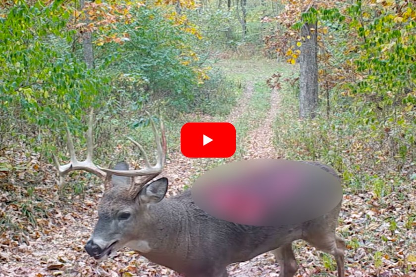 Buck Shows Up on Trail Camera Footage With Large Wound Wide Open Spaces