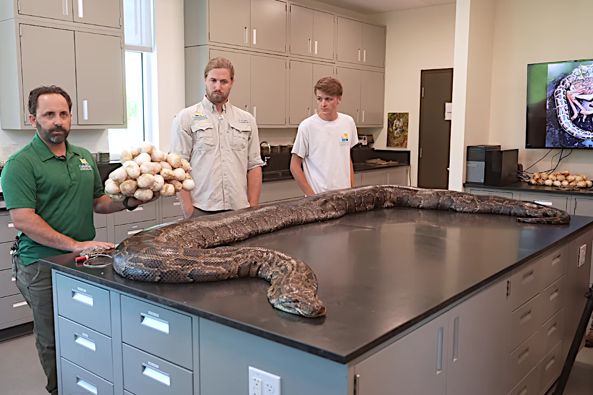 18 Foot Record Python