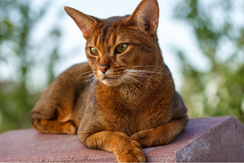 Abyssinian