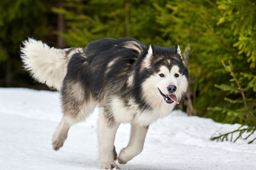 alaskan malamute