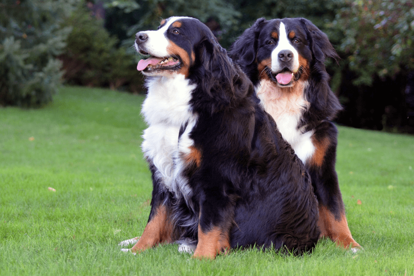 Bernese Mountain Dog