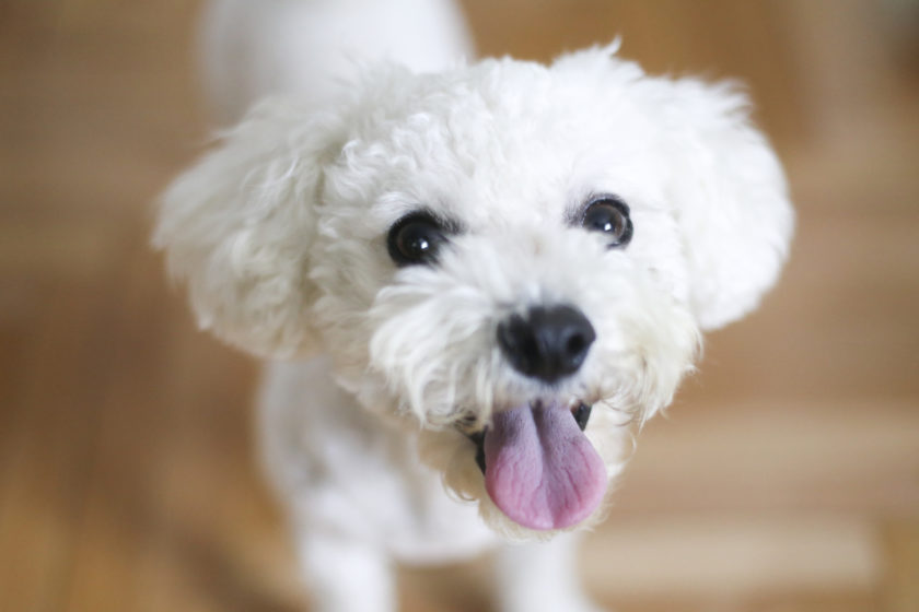 Happy cute Bichon Frise dog lying on parquet floor.