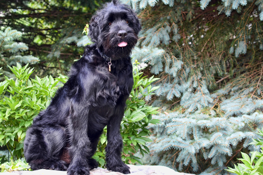 Black Russian Terrier