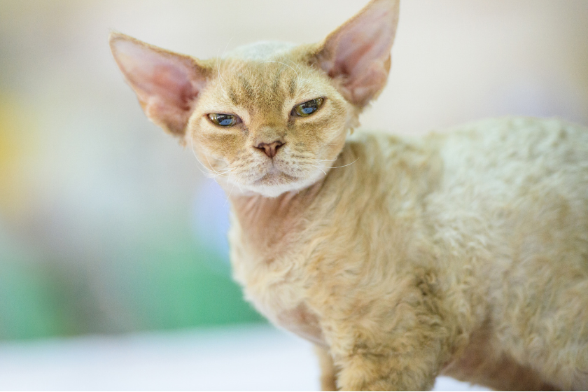 Devon Rex