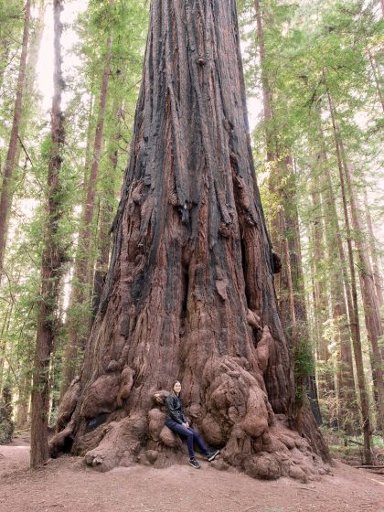 Woman sitting in front of giant coast redwood tree, in the Gould Grove along the Avenue of the Giants, Humboldt Redwoods State Park, California, USA.