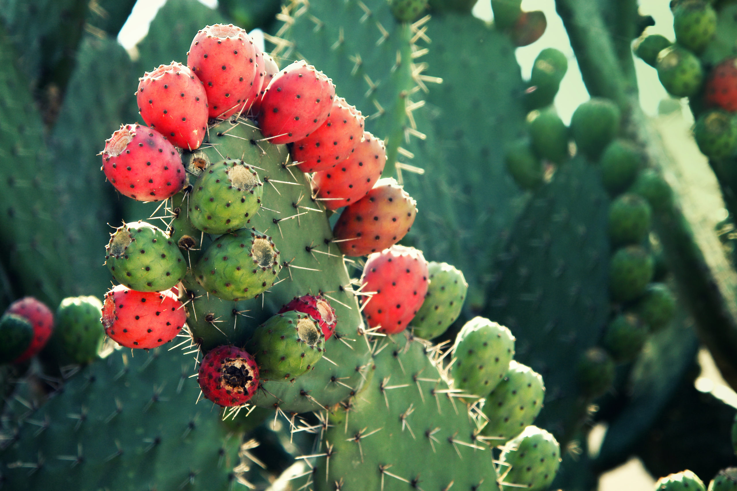 Wild Plants You Can Eat