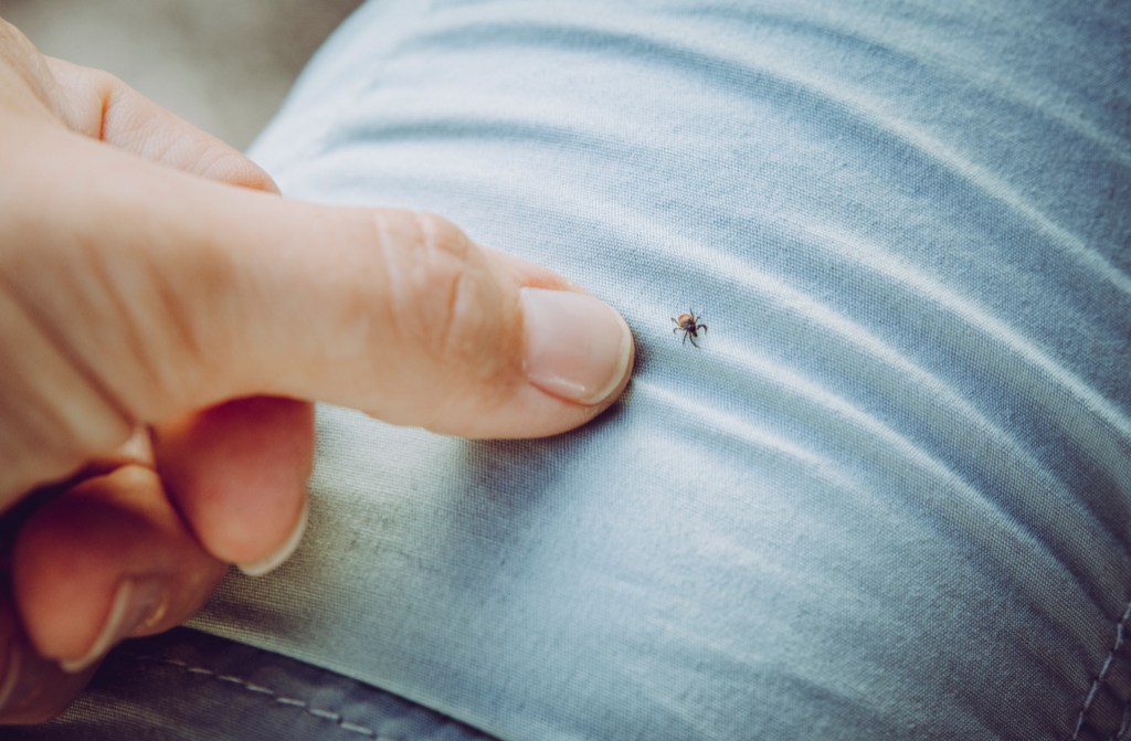 Annoying dangerous tick bug on persons trousers, finger pointing at it. Wear light clothes so you can spot them easily when going to forest. Carries borreliosis and encephalitis.