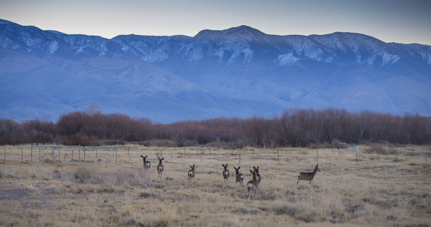 Flock of mule deer