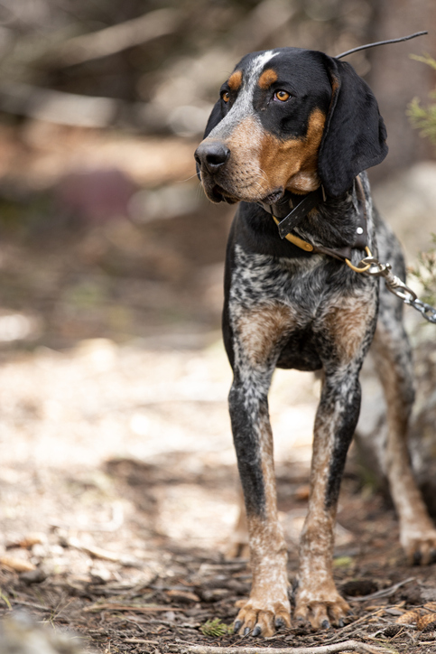 BLuetic kcoonhound standing in the woods