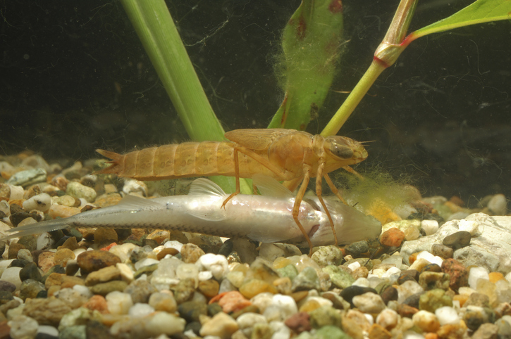 Dragonfly larva eating a dead fish underwater.